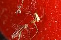 Tetragnatha_montana_D4864_Z_88_Les Gris_Frankrijk